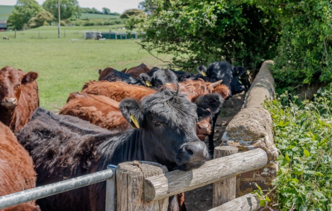 Causes the Falkland Estate Cattle Inspection Breach
