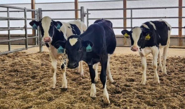 Herd Management Lapses